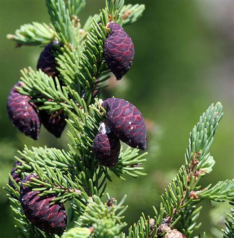 大樹象徵|黑雲杉 / Black Spruce